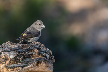 Crossbill or Loxia curvirostra, perched on a rock.