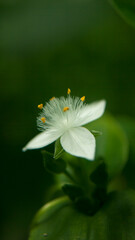 Peque&ntilde;a flor silvestre de p&eacute;talos blancos y pistilos amarillos en 