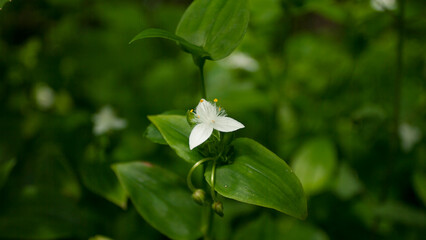 Pequeña flor silvestre de pétalos blancos y pistilos amarillos en 