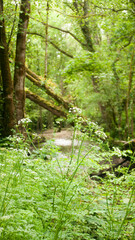 Troncos y ramas en bosque verde de Asturias