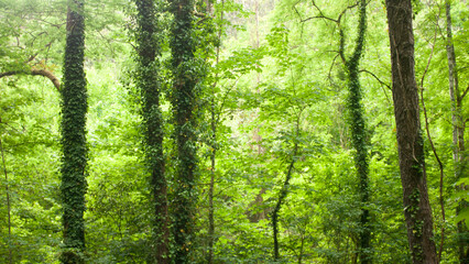 Troncos y ramas en bosque verde de Asturias