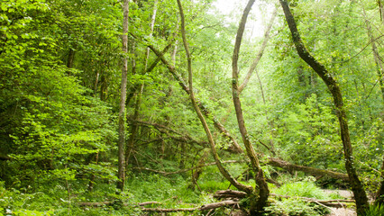 Troncos y ramas en bosque verde de Asturias