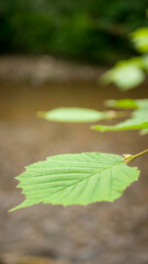 Hojas verdes en rama sobre rio