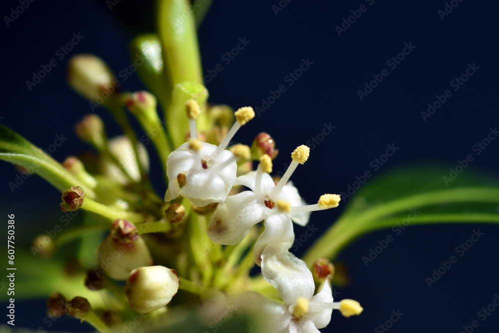 Poster Macro photography of the female flowers of the Holly (Ilex aquifolium)