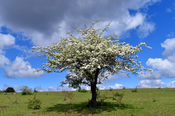 Hawthorn (Crataegus monogyna) in flower in the middle of a meadow
