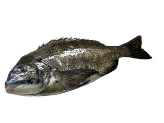 獲れたて鮮魚　活きの良い黒鯛(チヌ)