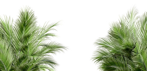 Palm tree leaves in 3d rendering