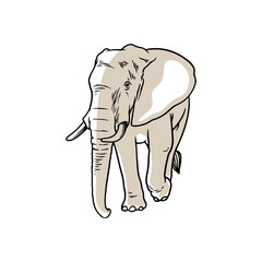 Elephant hand drawing sketch vector