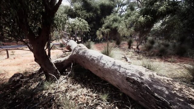 Hiking trail through the bush at Western Australia