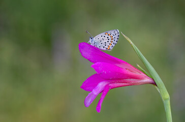 Bavius Blue butterfly (Rubrapterus bavius) on flower