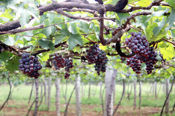 Fresh red grapes on vine ready to harvest © Regis