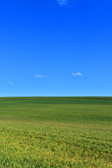 Green wheat field and blue sky with writing space