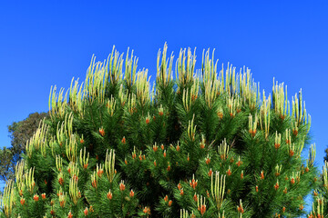 Young branches and leaves of stone pine (Pinus pinea)