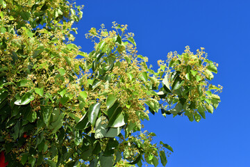 Leaves and flowers of the camphor tree (Cinnamomum camphora)