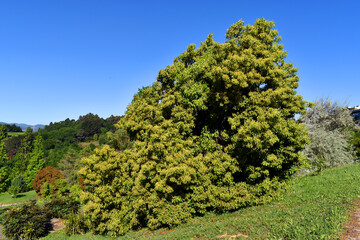 A camphor tree (Cinnamomum camphora) grown in a park