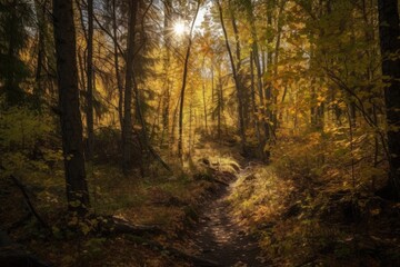 autumn forest hike with low sun rays shining through the trees, created with generative ai