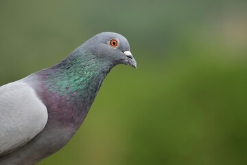 Discover the beauty of the common grey pigeon with captivating image. This stunning photograph showcases the intricate patterns and soft hues of this bird species.