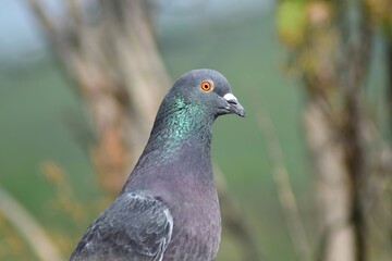 Close up of a pigeon.