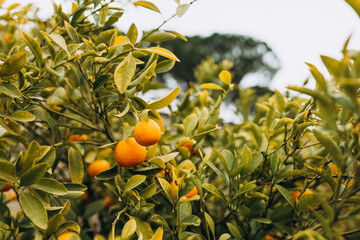 Ripe juicy sweet orange mandarins on a tree in the mandarin orchard. Selective focus. Tangerine sunny garden with green leaves and ripe fruits. Natural outdoor food background