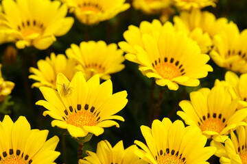 Striped Lynx Spider (Oxyopes salticus) on Treasure flower or Gazania rigens, daisy-like composite flower head consisting of bright yellow petals with black spots at the base of the ligules.