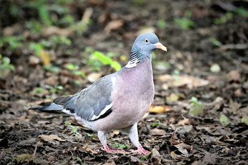Wood Pidgeon