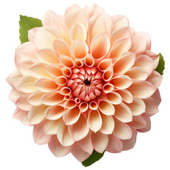 flower cut out , transparent background, PNG ,Generative AI