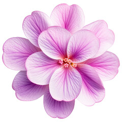 Obraz premium flower cut out , transparent background, PNG ,Generative AI