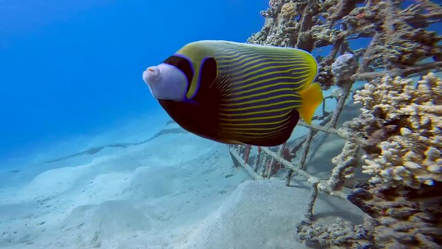 4k video of an Emperor Angelfish (Pomacanthus imperator) in the Red Sea, Egypt