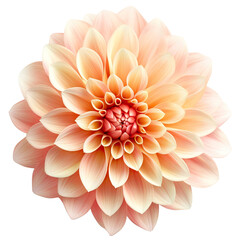 Fototapeta premium flower cut out , transparent background, PNG ,Generative AI