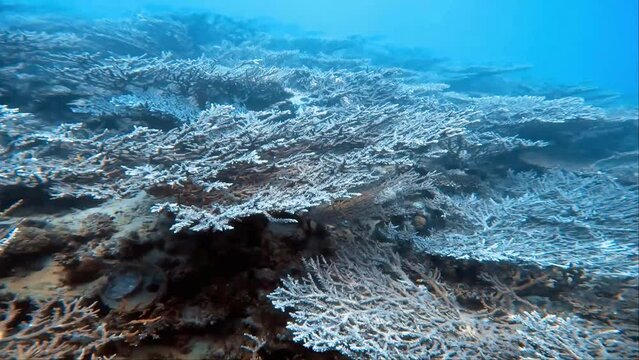 4k video of table coral in the Red Sea, Egypt