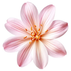 Naklejka premium flower cut out , transparent background, PNG ,Generative AI