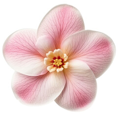 Fototapeta premium flower cut out , transparent background, PNG ,Generative AI