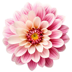 Fototapeta premium flower cut out , transparent background, PNG ,Generative AI