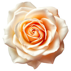 Rose flower , transparent background, PNG ,Generative AI