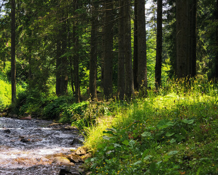 countryside scenery with water stream in the forest. sunny weather in summer