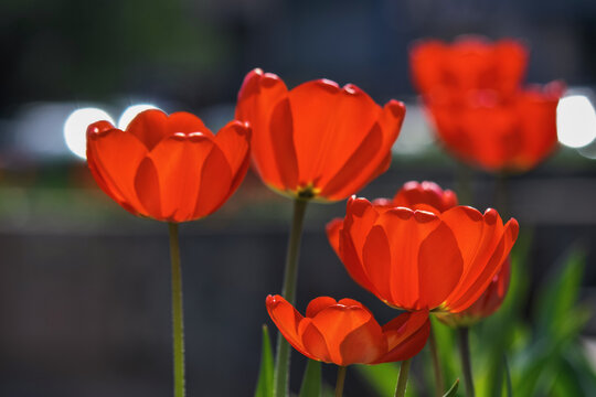 red tulips on a sunny day. beautiful outdoor composition in broad light at high noon. blurred background of a park