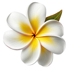 Fototapeta na wymiar frangipani flower isolated on white, transparent background, PNG ,Generative AI