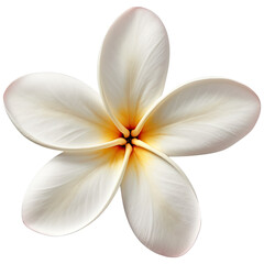 Fototapeta na wymiar frangipani flower isolated on white, transparent background, PNG ,Generative AI