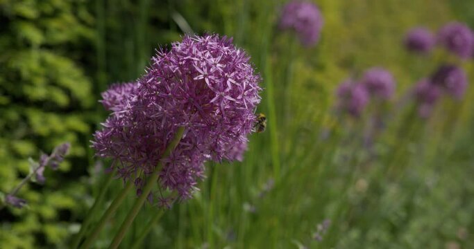 A Bee landing on a purple flower.