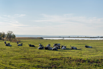 Hungarian grey cattle in summer, Hungary