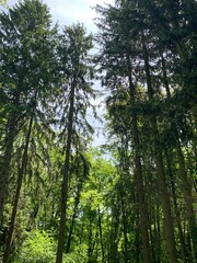 forest in the morning