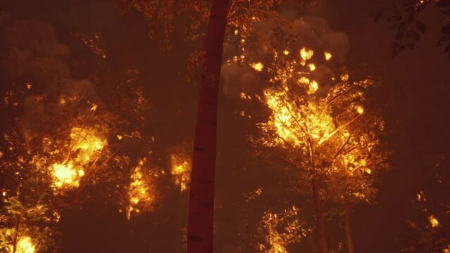 Intense flames from a massive forest fire