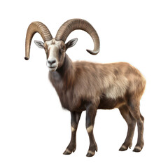 Alpine ibex isolated on white created with Generative AI