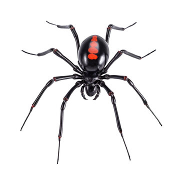 Black widow spider, png, redback, Latrodectus mactans or hasselti isolated, transparent background, generative ai