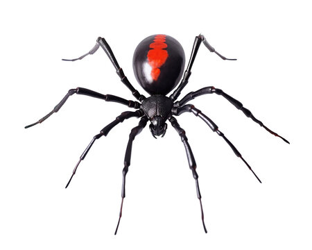 Black widow spider, png, redback, isolated, transparent background, generative ai