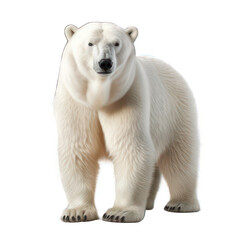 Polar bear isolated on white created with Generative AI