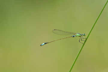 needle dragonflies that perch on the stems and leaves of plants
