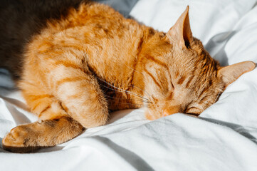 Cute ginger cat sleeps on white bed under the duvet
