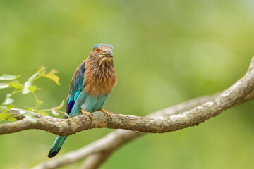 Indian Roller, 30 Jun 2016;  Bar Nawapara WLS, CG, IND;       .NIKON D5; Nikon 600 f/4E FL ED; 600mm; f/4.5; 1/8000; iso:4000; ..