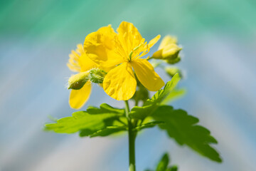 Yellow flower of the medicinal plant celandine, close-up